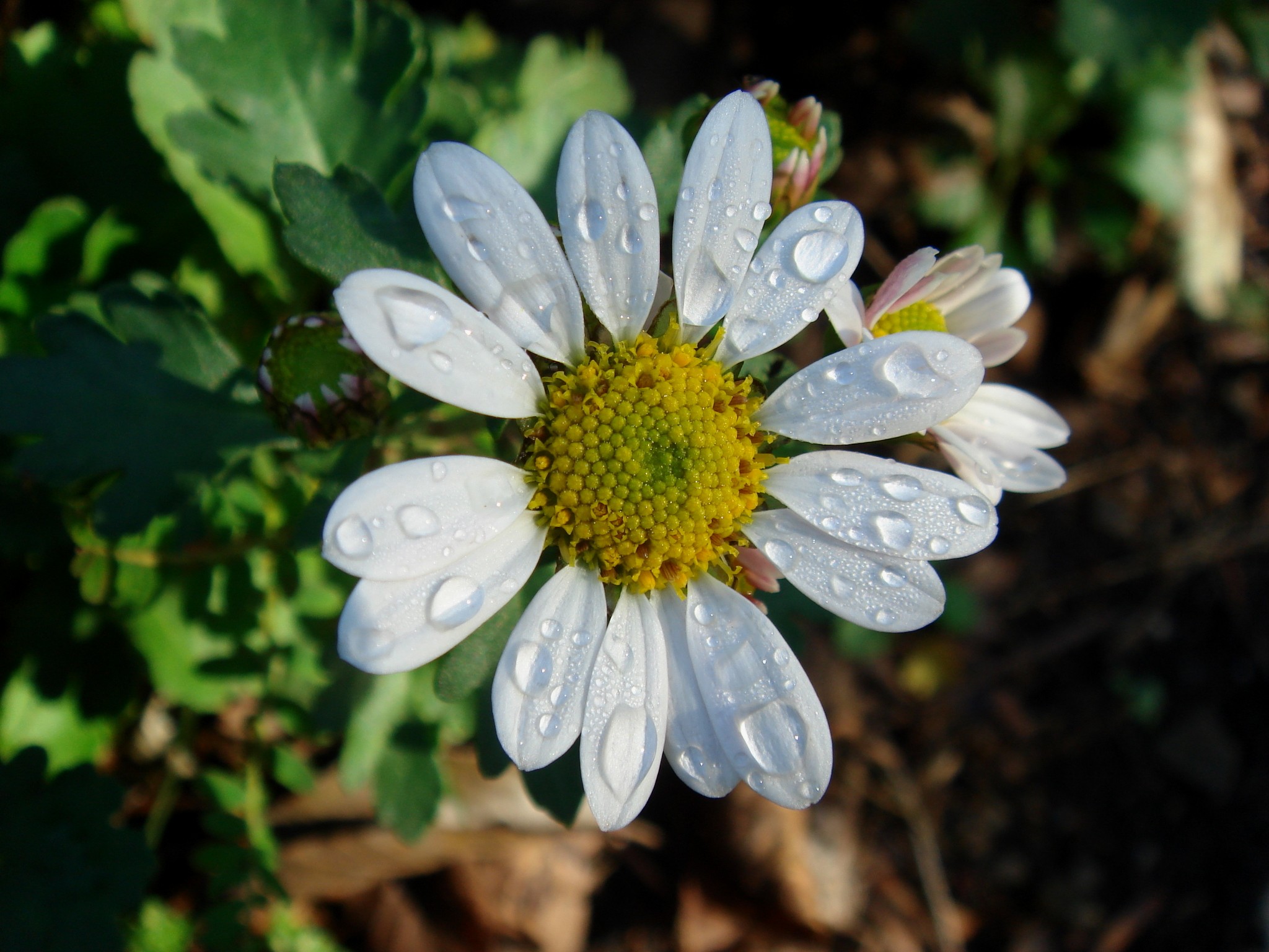 Chrysanthemum zawadskii Herbich subsp. yezoense (Maekawa) Y. N. Lee